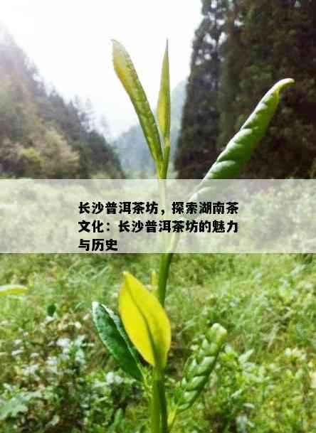 长沙普洱茶坊，探索湖南茶文化：长沙普洱茶坊的魅力与历史