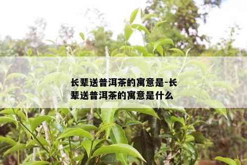 长辈送普洱茶的寓意是-长辈送普洱茶的寓意是什么