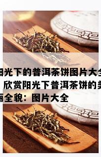 阳光下的普洱茶饼图片大全，欣赏阳光下普洱茶饼的美丽全貌：图片大全