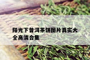 阳光下普洱茶饼图片真实大全高清合集