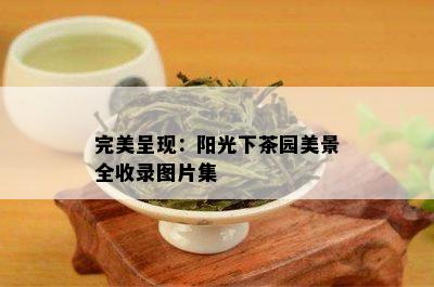 完美呈现：阳光下茶园美景全收录图片集