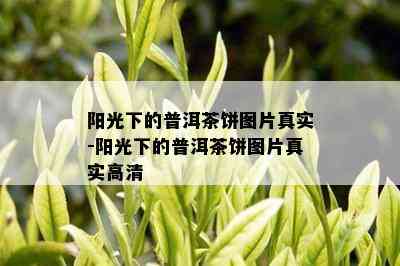 阳光下的普洱茶饼图片真实-阳光下的普洱茶饼图片真实高清