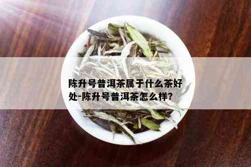 陈升号普洱茶属于什么茶好处-陈升号普洱茶怎么样?