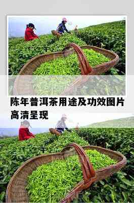 陈年普洱茶用途及功效图片高清呈现