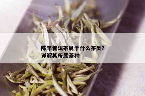 陈年普洱茶属于什么茶类？详解其所属茶种