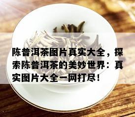 陈普洱茶图片真实大全，探索陈普洱茶的美妙世界：真实图片大全一网打尽！