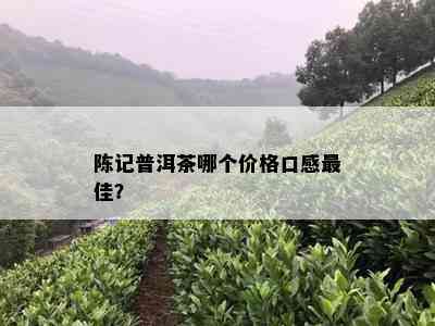 陈记普洱茶哪个价格口感更佳？