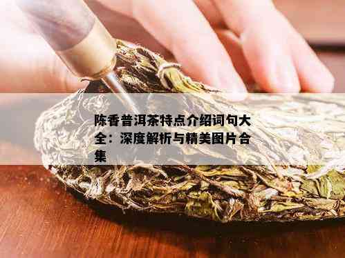 陈香普洱茶特点介绍词句大全：深度解析与精美图片合集