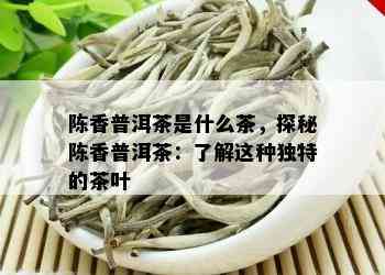 陈香普洱茶是什么茶，探秘陈香普洱茶：了解这种独特的茶叶