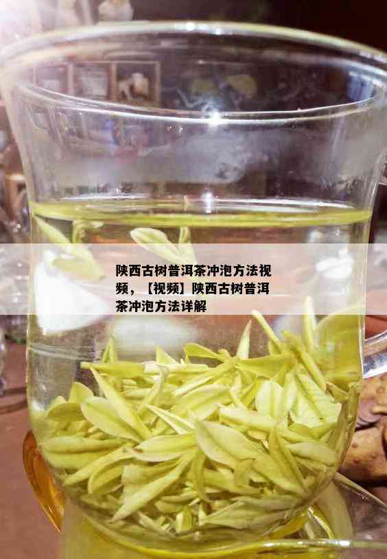 陕西古树普洱茶冲泡方法视频，【视频】陕西古树普洱茶冲泡方法详解