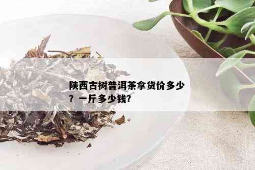 陕西古树普洱茶拿货价多少？一斤多少钱？