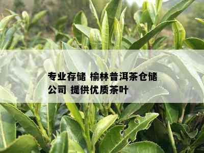 专业存储 榆林普洱茶仓储公司 提供优质茶叶