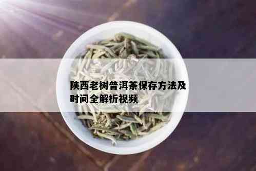 陕西老树普洱茶保存方法及时间全解析视频