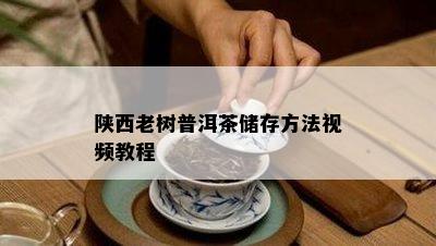 陕西老树普洱茶储存方法视频教程