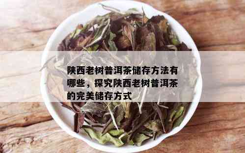 陕西老树普洱茶储存方法有哪些，探究陕西老树普洱茶的完美储存方式