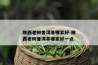 陕西老树普洱茶哪家好-陕西老树普洱茶哪家好一点