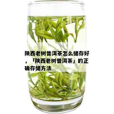 陕西老树普洱茶怎么储存好，「陕西老树普洱茶」的正确存储方法