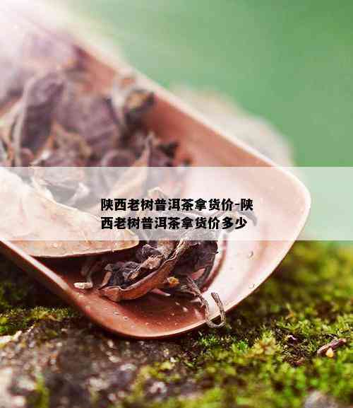 陕西老树普洱茶拿货价-陕西老树普洱茶拿货价多少