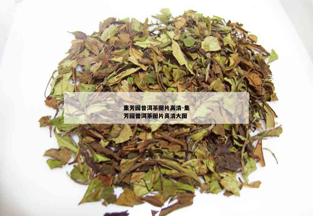 集芳园普洱茶图片高清-集芳园普洱茶图片高清大图