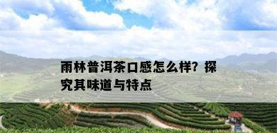 雨林普洱茶口感怎么样？探究其味道与特点