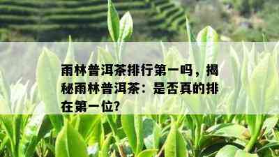 雨林普洱茶排行之一吗，揭秘雨林普洱茶：是否真的排在之一位？