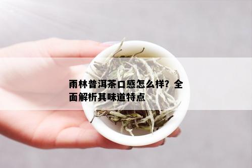 雨林普洱茶口感怎么样？全面解析其味道特点