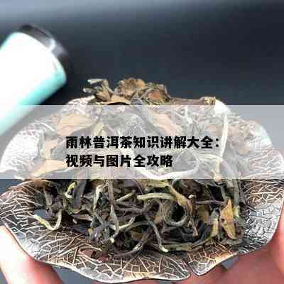 雨林普洱茶知识讲解大全：视频与图片全攻略