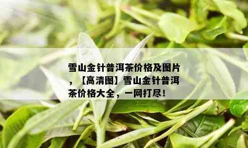 雪山金针普洱茶价格及图片，【高清图】雪山金针普洱茶价格大全，一网打尽！