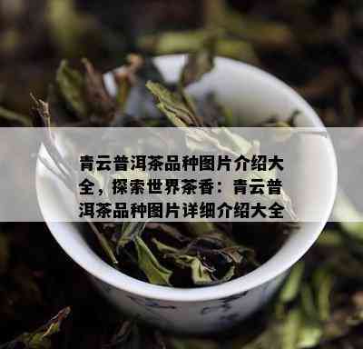 青云普洱茶品种图片介绍大全，探索世界茶香：青云普洱茶品种图片详细介绍大全