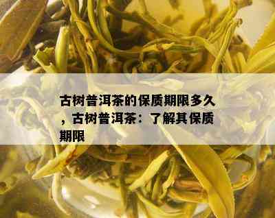 古树普洱茶的保质期限多久，古树普洱茶：了解其保质期限