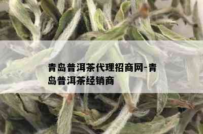 青岛普洱茶代理招商网-青岛普洱茶经销商