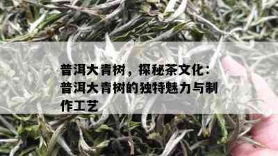 普洱大青树，探秘茶文化：普洱大青树的独特魅力与制作工艺