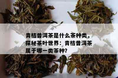 青桔普洱茶是什么茶种类，探秘茶叶世界：青桔普洱茶属于哪一类茶种？