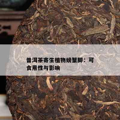 普洱茶寄生植物螃蟹脚：可食用性与作用