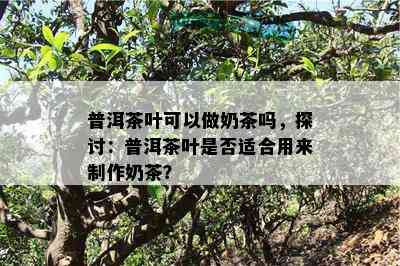 普洱茶叶可以做奶茶吗，探讨：普洱茶叶是否适合用来制作奶茶？