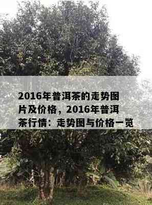 2016年普洱茶的走势图片及价格，2016年普洱茶行情：走势图与价格一览