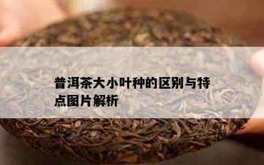 普洱茶大小叶种的区别与特点图片解析