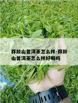 莽鼓山普洱茶怎么样-莽鼓山普洱茶怎么样好喝吗