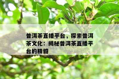 普洱茶直播平台，探索普洱茶文化：揭秘普洱茶直播平台的精髓