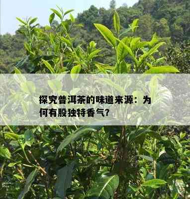 探究普洱茶的味道来源：为何有股特别香气？