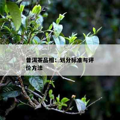 普洱茶品相：划分标准与评价方法