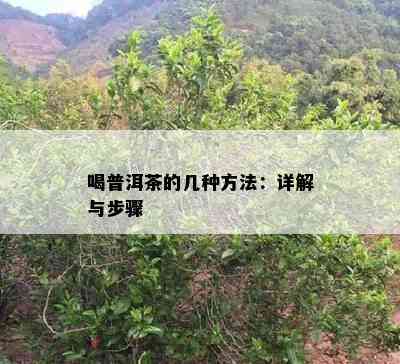 喝普洱茶的几种方法：详解与步骤