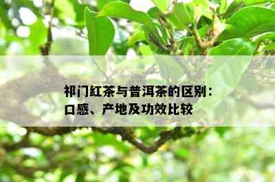 祁门红茶与普洱茶的区别：口感、产地及功效比较