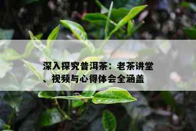 深入探究普洱茶：老茶讲堂、视频与心得体会全涵盖