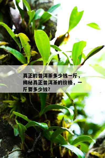 真正的普洱茶多少钱一斤，揭秘真正普洱茶的价格，一斤要多少钱？