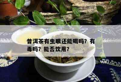 普洱茶有虫眼还能喝吗？有吗？能否饮用？