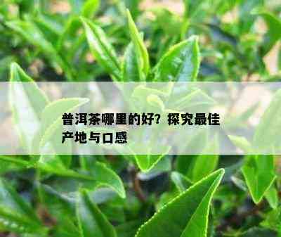 普洱茶哪里的好？探究更佳产地与口感