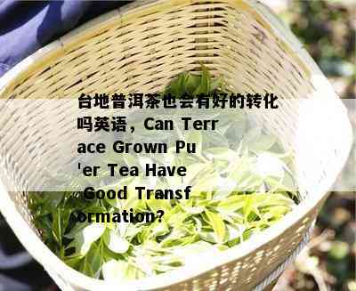 台地普洱茶也会有好的转化吗英语，Can Terrace Grown Pu'er Tea Have Good Transformation?