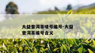 大益普洱茶唛号编号-大益普洱茶编号含义