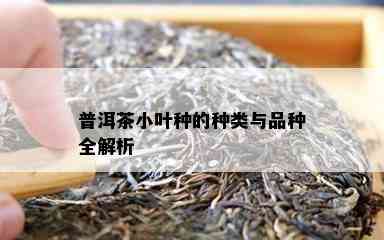 普洱茶小叶种的种类与品种全解析